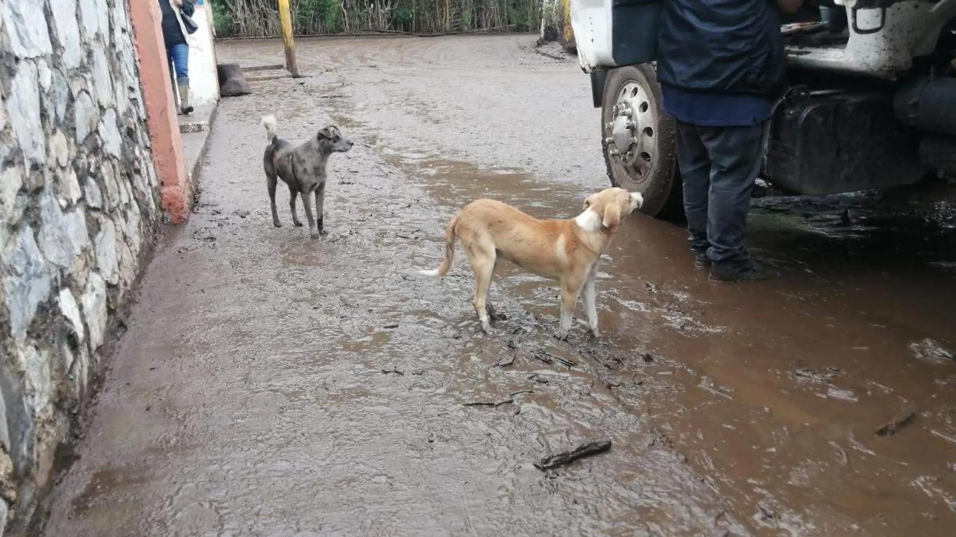 perros lodo  (1)